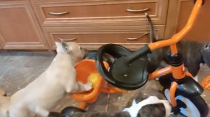 Наши малыши в неполные 8 недель осваивают вождение  транспорта))