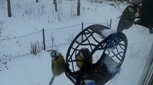 Синицы освободили кормушку