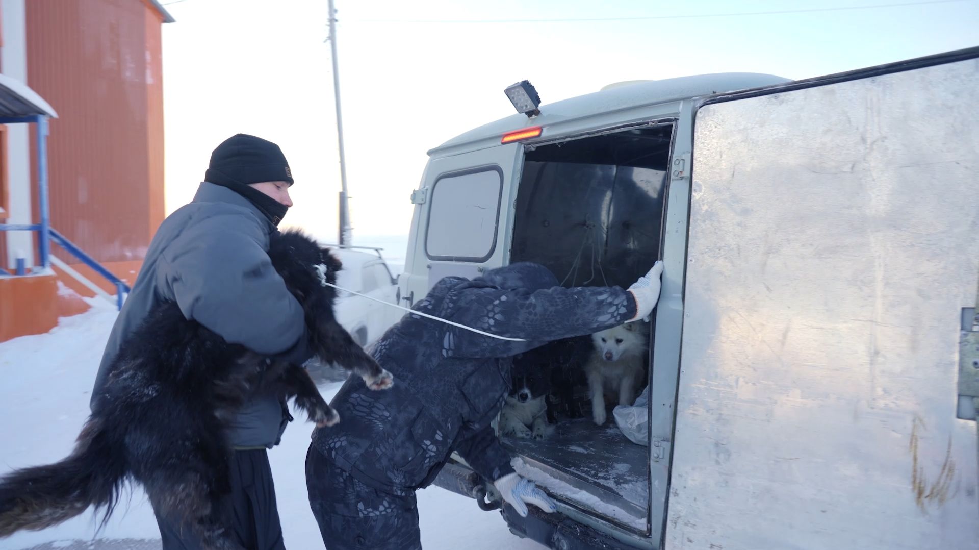 После праздников в Ямальском районе увеличилось количество бездомных собак смотреть онлайн