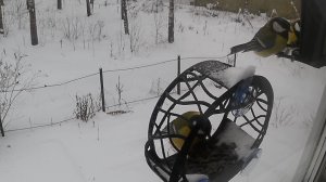 Синицы зажрались