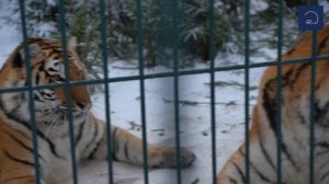 Репортаж из парка приюта «Земля Прайда»