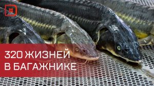 В Дагестане пресечена крупная поставка краснокнижной рыбы