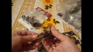 2205.  Покупаем луковицы лилий, хранение до высадки .