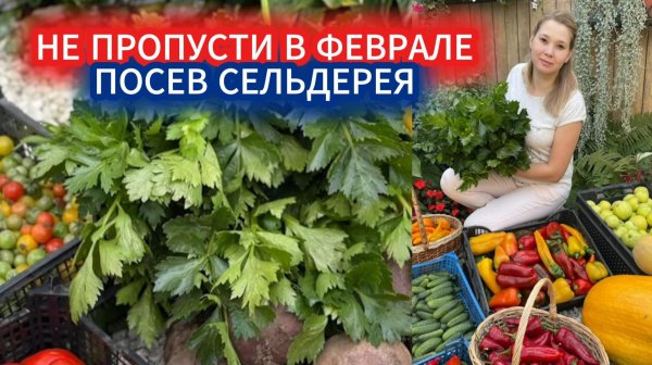 Выращивание сельдерея корневого и стеблевого из семян - посев на рассаду в феврале.