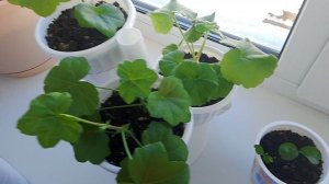 комнатные растения