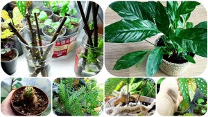 Черенки гортензии в феврале. Папортники меня совершенно не любят. Домашние цветы.