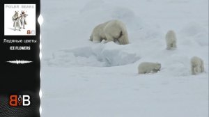 Ледяные цветы