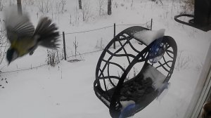 Усы котика на посту