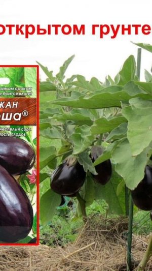 Баклажаны без горечи! 💜🤍🤤