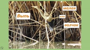 Этот маленький волчок не укусит за бочок. Выпь малая. Их тут две :-)