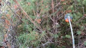 Stihl FSA 400 K - обзор работы в лесу