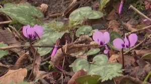 В Сочи штрафуют за незаконную торговлю краснокнижными цветами