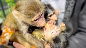 Это НАДО ВИДЕТЬ! Люська аккуратно отжимает у Мани орех! Маня первый раз на прогулке!