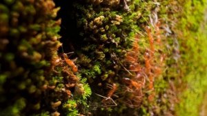 Дикая природа джунглей. Дикие животные тропического леса . Документальный фильм о природе