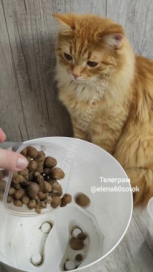 Секрет пересадки Папоротника, о котором все молчат, жалею, что раньше тк не выращивала растения