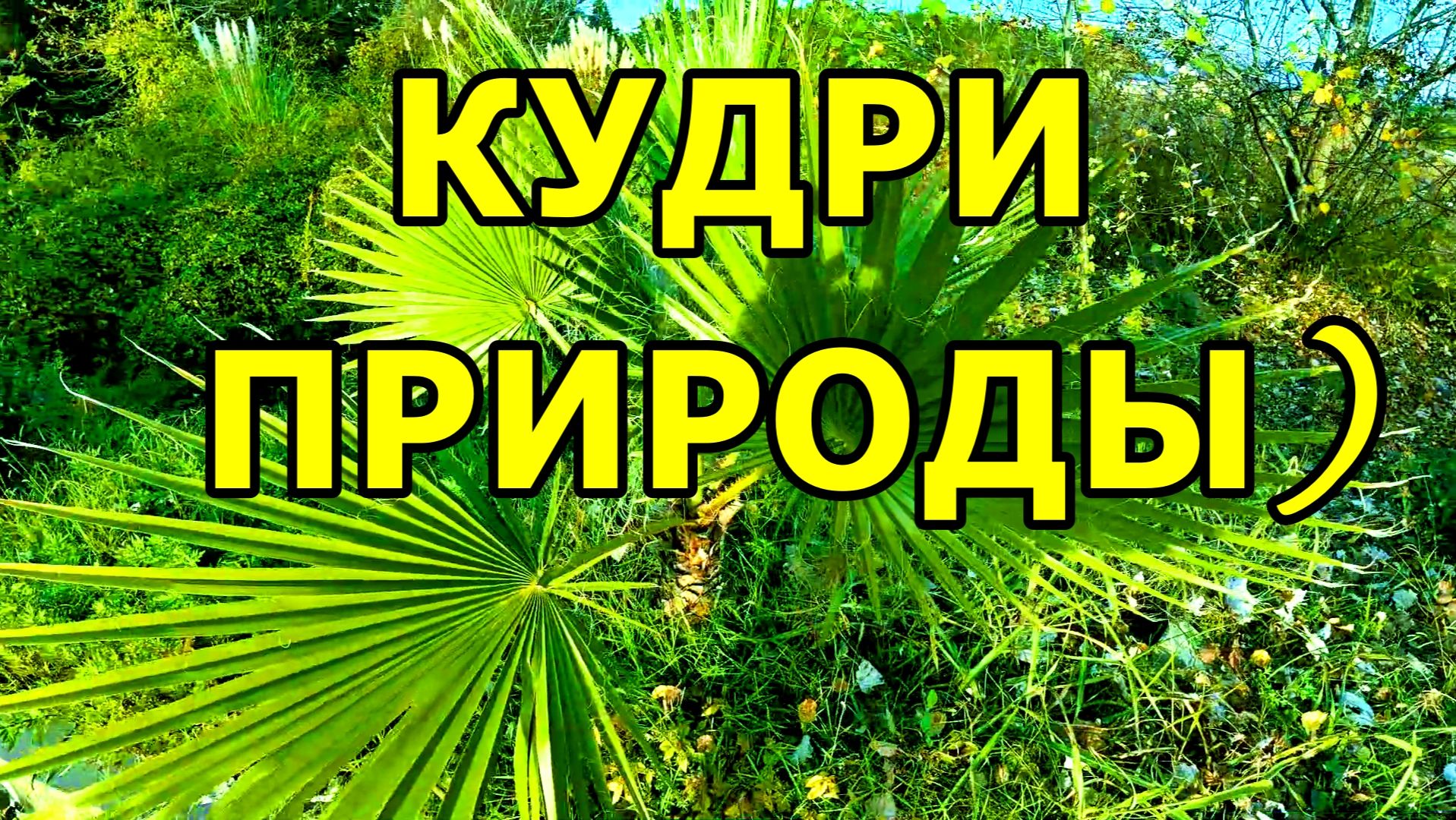 КУЧЕРЯВЫЕ🌴 ПАЛЬМЫ! ЖДЁМ ТАКСИ У ПАРКА «ЮЖНЫЕ КУЛЬТУРЫ». АДЛЕР. СИРИУС. 23 НОЯБРЯ 2025 ГОДА. смотреть онлайн