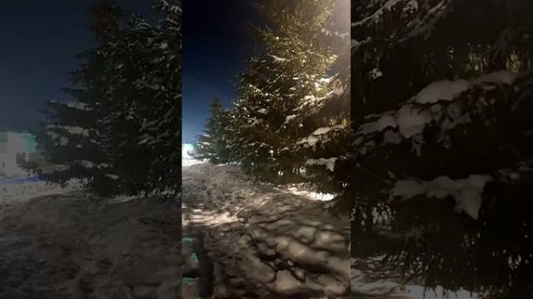 Ели ли?Вечерняя прогулка