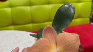 Орхидея Пожар