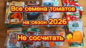 Все мои томаты на новый сезон.Очень-очень много.😁