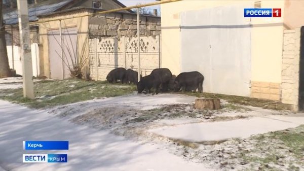 На улицах Керчи замечены необычные прохожие