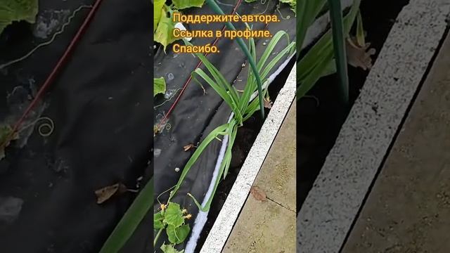 Эксперименты с дополнительным освещением. #сад #огород #дядявитя #огурцы #защитарастений