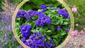 Растения семейства "Бурачниковые" в декоративном садоводстве.