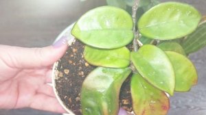 Обзор на мои хойи| Про взаимные подписки в конце видео ●●●