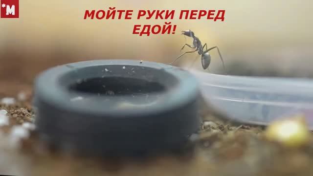 КАКУЮ ЕДУ ВЫБЕРУТ МУРАВЬИ Camponotus parius смотреть онлайн