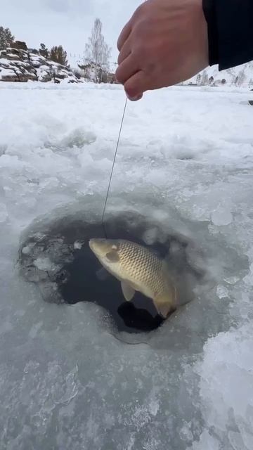 А рыбачили прямо с карусели???