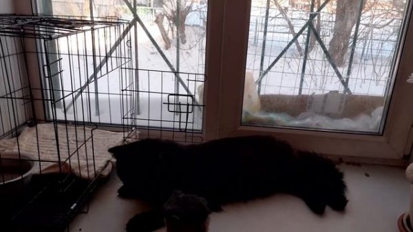 Мишка на подоконнике.