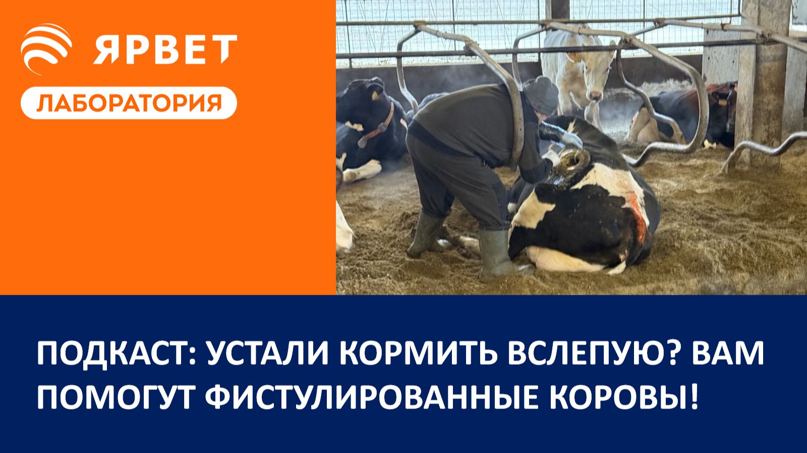 Подкаст: Устали лечить последствия слепого кормления? Как Вам могут помочь анализы переваримости
