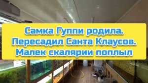 Самка Гуппи родила. Пересадил Санта Клаусов. Малек скалярии поплыл