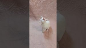 Корниш-рекс, кот
Алмаз Велюр Кольского Севера