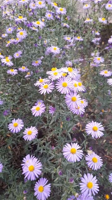 Многолетняя астра Октоберфест. смотреть онлайн