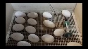 Инкубация гусиных яиц в 2025 году. Первый наш опыт. (первая инкубация)