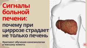 Сигналы больной печени: почему при циррозе страдает не только печень. Фрагмент обучения