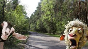 Пьяный за рулём