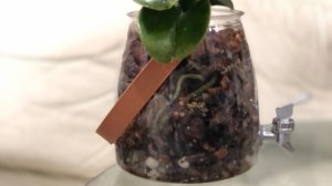 Орхидея вместо лимонада😊 Удачная и удобная посадка в закрытую корневую систему орхидеи!