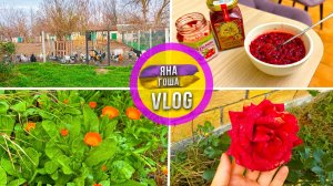 Единственные в России блогеры у которых нет зимы! В Крыму зимой цветут цветы! Любите ли вы бруснику?