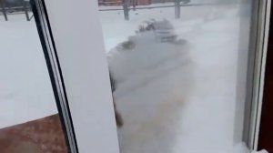 05.02.26гвышел из летней будки воль4 когда в 14ч30 еду принесли проход в дом 2 вольера 2 закрыт