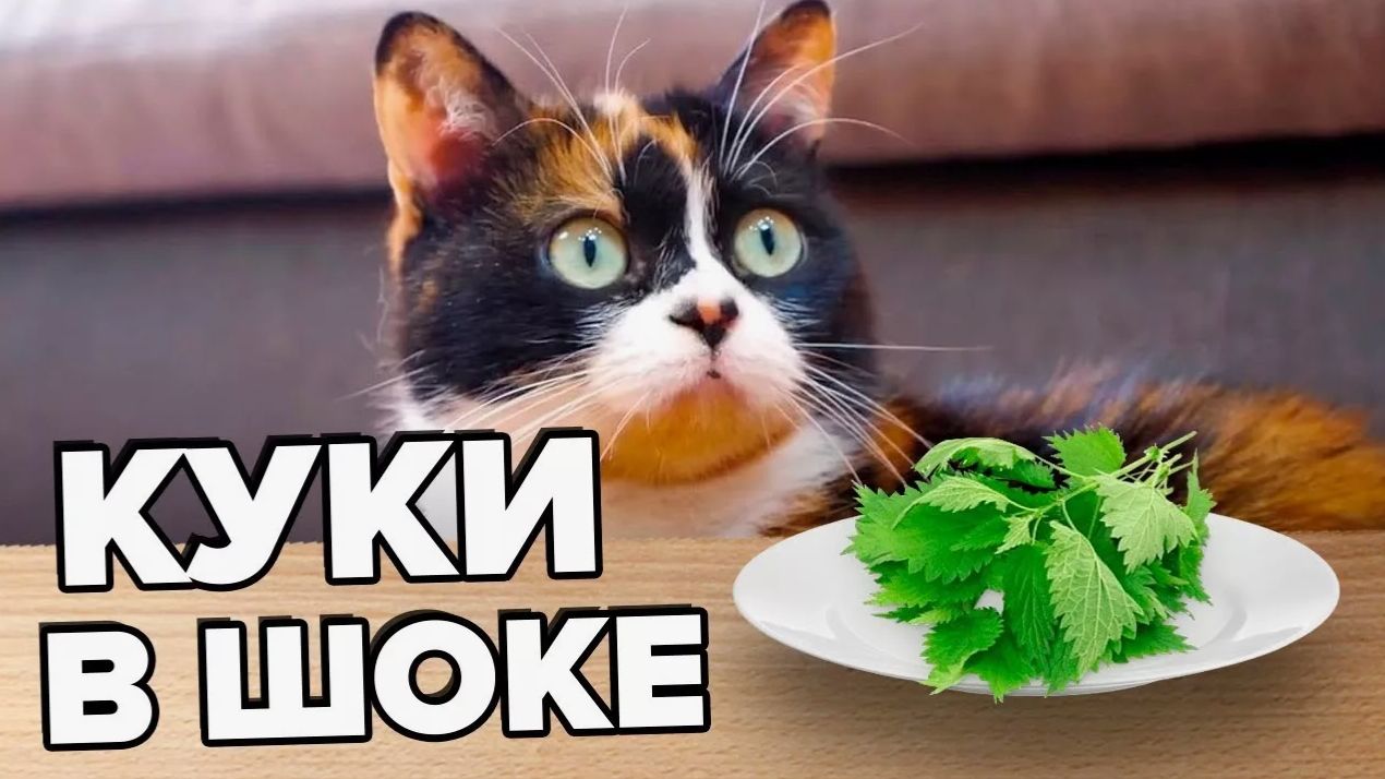 КАК ПРОЖИТЬ ЦЕЛЫЙ ДЕНЬ - НА 100 РУБЛЕЙ смотреть онлайн