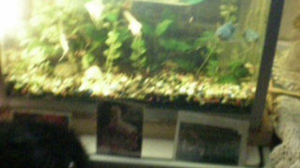 Новые рыбки