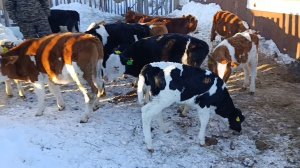 Выпустили Раду в стадо/С Озоном больше не работаем