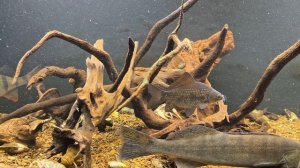 СОМ МУТИТ МУТЬ