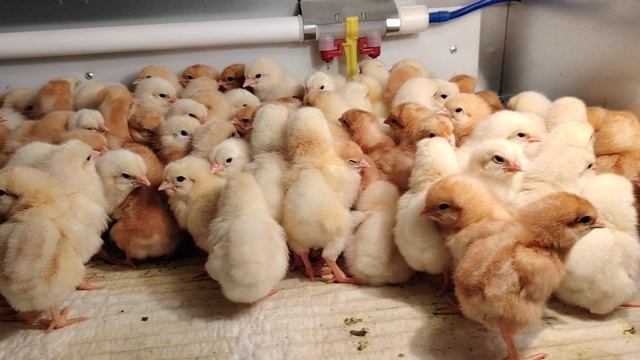 продажа инкубационного яйца