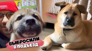 Щенок из подъезда 8 месяцев спустя. Нашел семью.