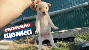 Самый худой и маленький щенок, он мог не выжить.