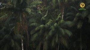 Сердцебиение атлантического леса. Анонс. Канал В Мире Животных