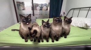 ПРОИЗОШЕЛ ЛИЗЬ ВНЕЗАПНЫЙ ВОЗМОЖНО И КУСЬ