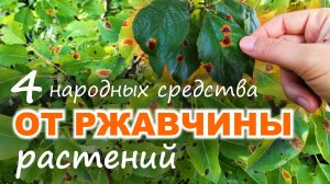 4 лучших народных СРЕДСТВА от РЖАВЧИНЫ РАСТЕНИЙ